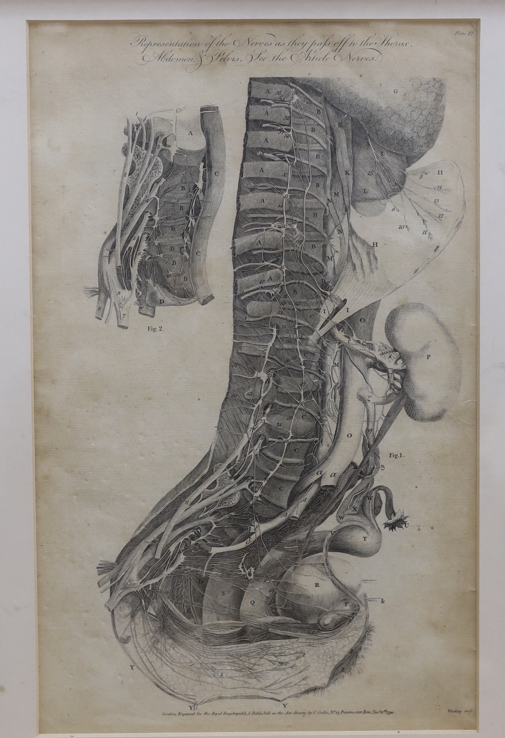Six medical and anatomical 18th century engravings, including arteries with the muscles on the right side of the body and organs of sense, see, system of the anatomy, publ. by C. Cooke, various dates, each 36 x 21cm